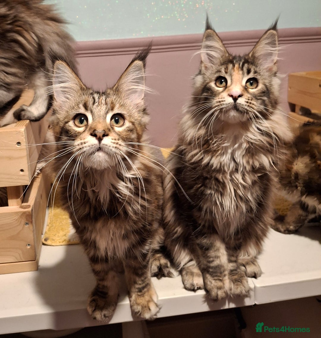 Maine Coon cats for sale: Beautiful torbie Maine Coon girls - Advert 24