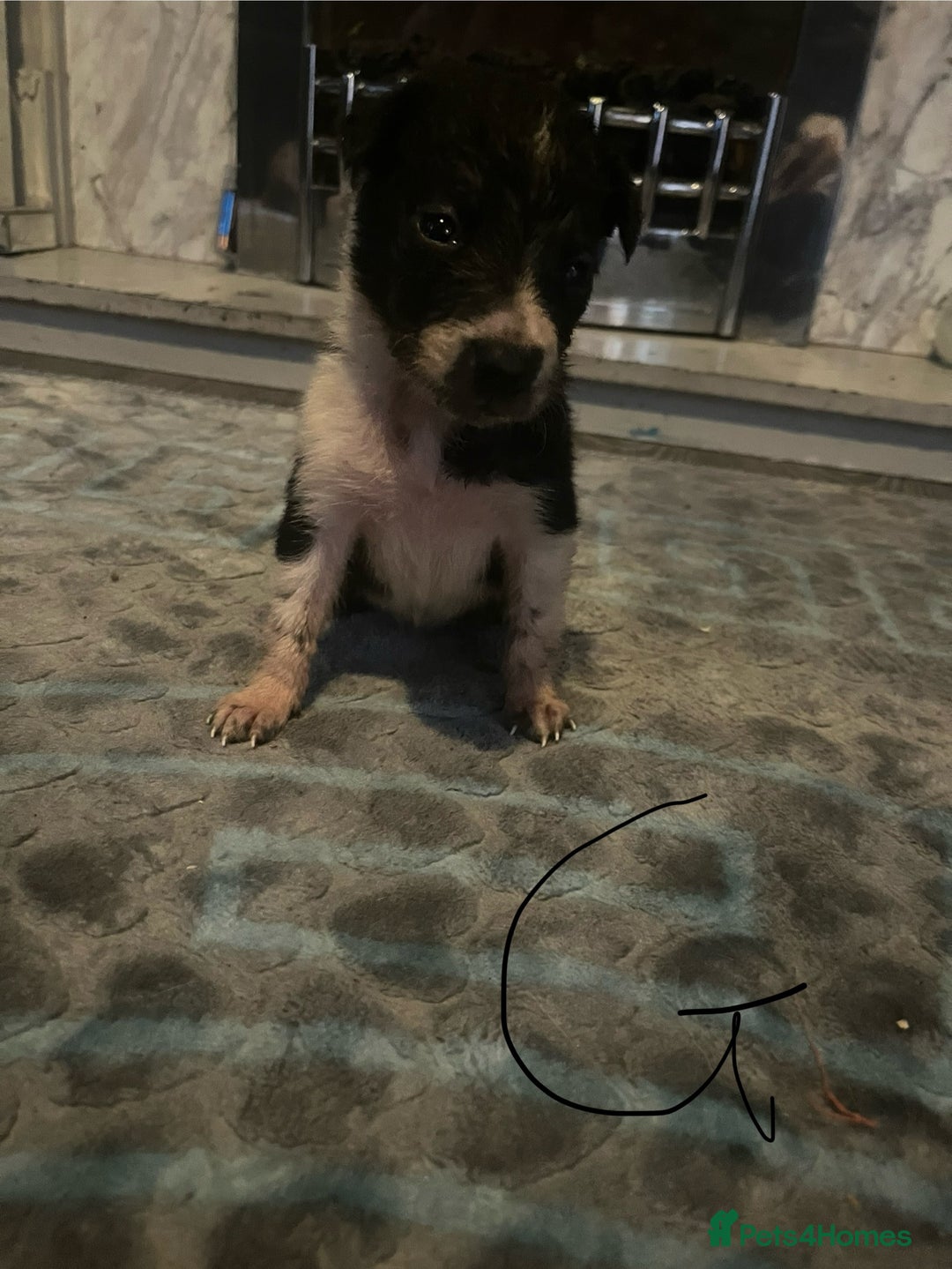 Border Collie dogs for sale: Border collie puppies - Image 11