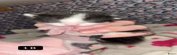 Mixed Breed cats for sale: Mixed breed kitten  - Advert 8