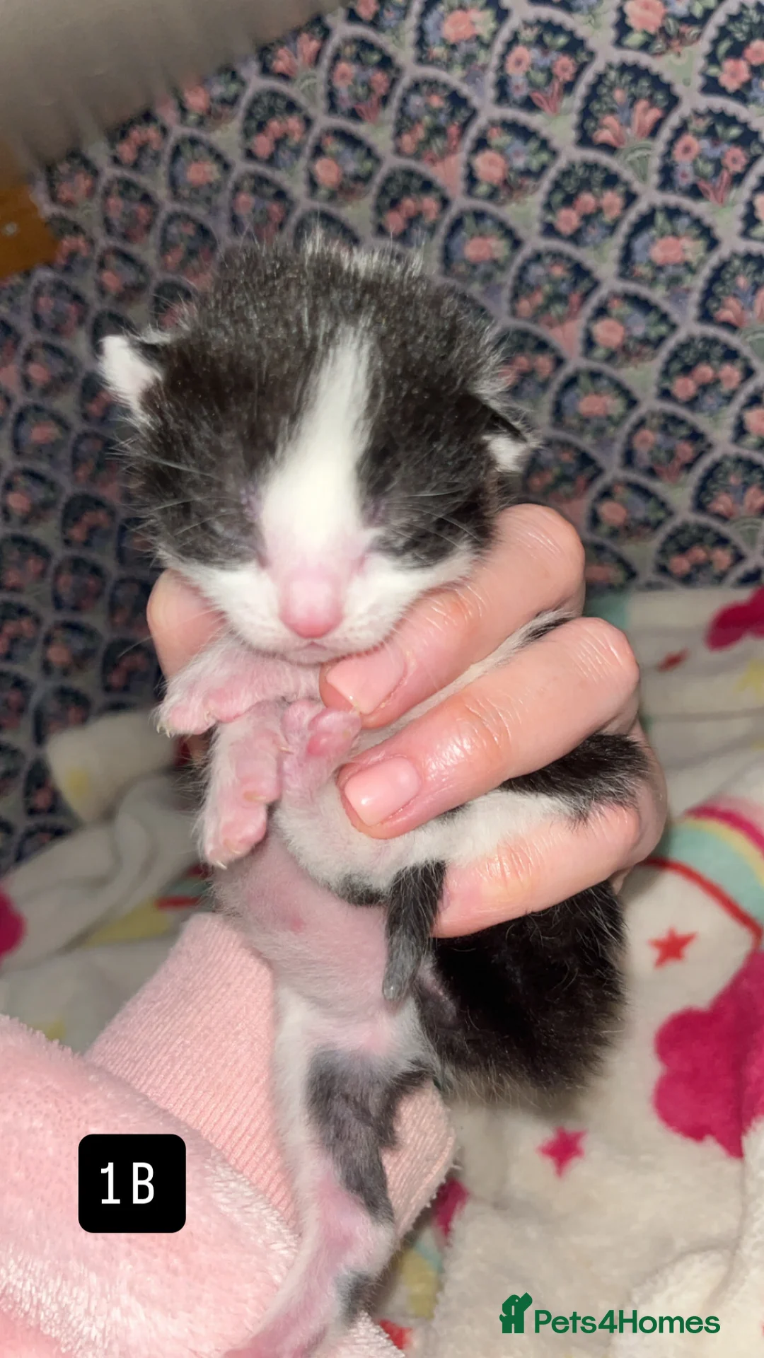 Mixed Breed cats for sale: Mixed breed kitten  - Advert 8