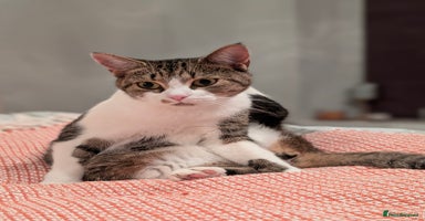 Mixed Breed cats Dottie  - Advert 12