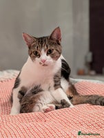 Mixed Breed cats Dottie - Advert 12