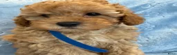 Toy Poodle dogs for sale: Beautiful health tested toy poodles  - Advert 22