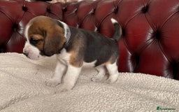 Beagle dogs for sale: Beagle Puppies - Image 6