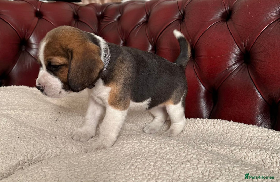 Beagle dogs for sale: Beagle Puppies - Image 6
