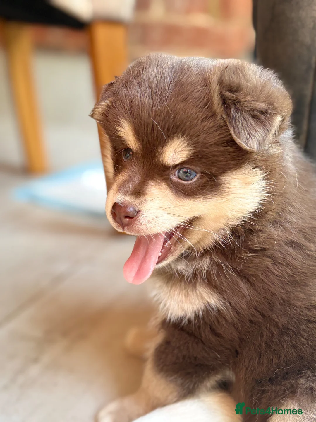 Pomsky dogs for sale: Beautiful brown Pomsky  - Advert 2