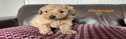 Toy Poodle dogs for sale: Gorgeous Toy Poodle Looking for Their Forever Home - Advert 6