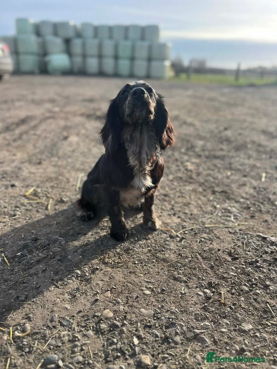 Cocker Spaniel dogs for sale: Blue Roan Cocker - Advert 1
