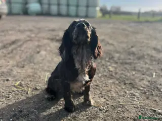 Cocker Spaniel dogs Blue Roan Cocker - Advert 12