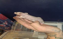 Rat rodents for sale: Dumbo and rex - Image 4