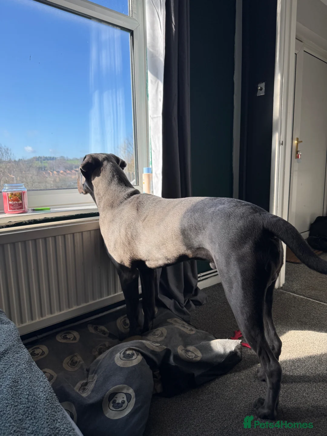 Cane Corso dogs for sale: Male 8 month old Cane Corso - Ghost - Advert 4