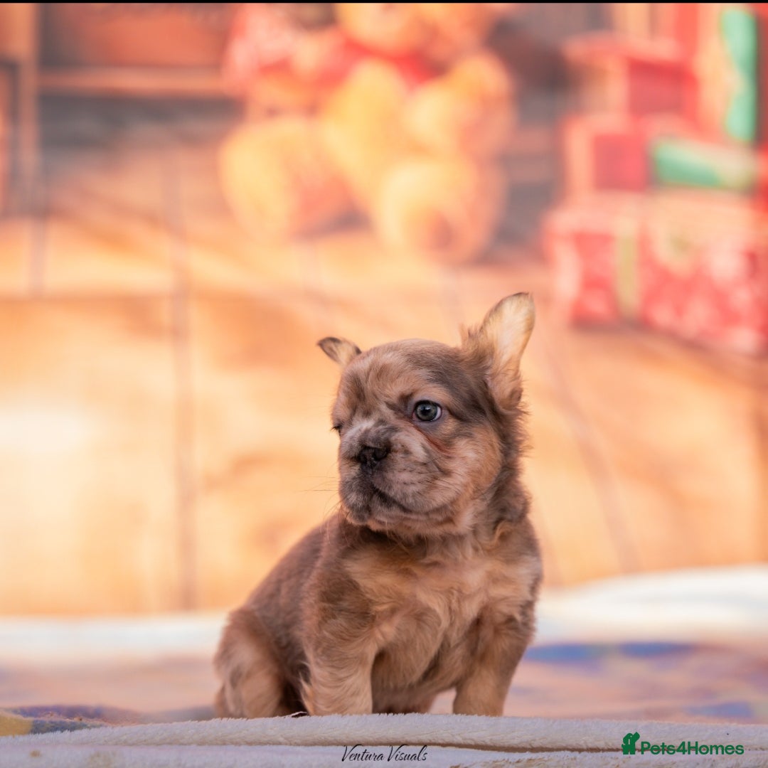 French Bulldog dogs for sale: Adorable fluffy frenchies ready for loving homes - Advert 18