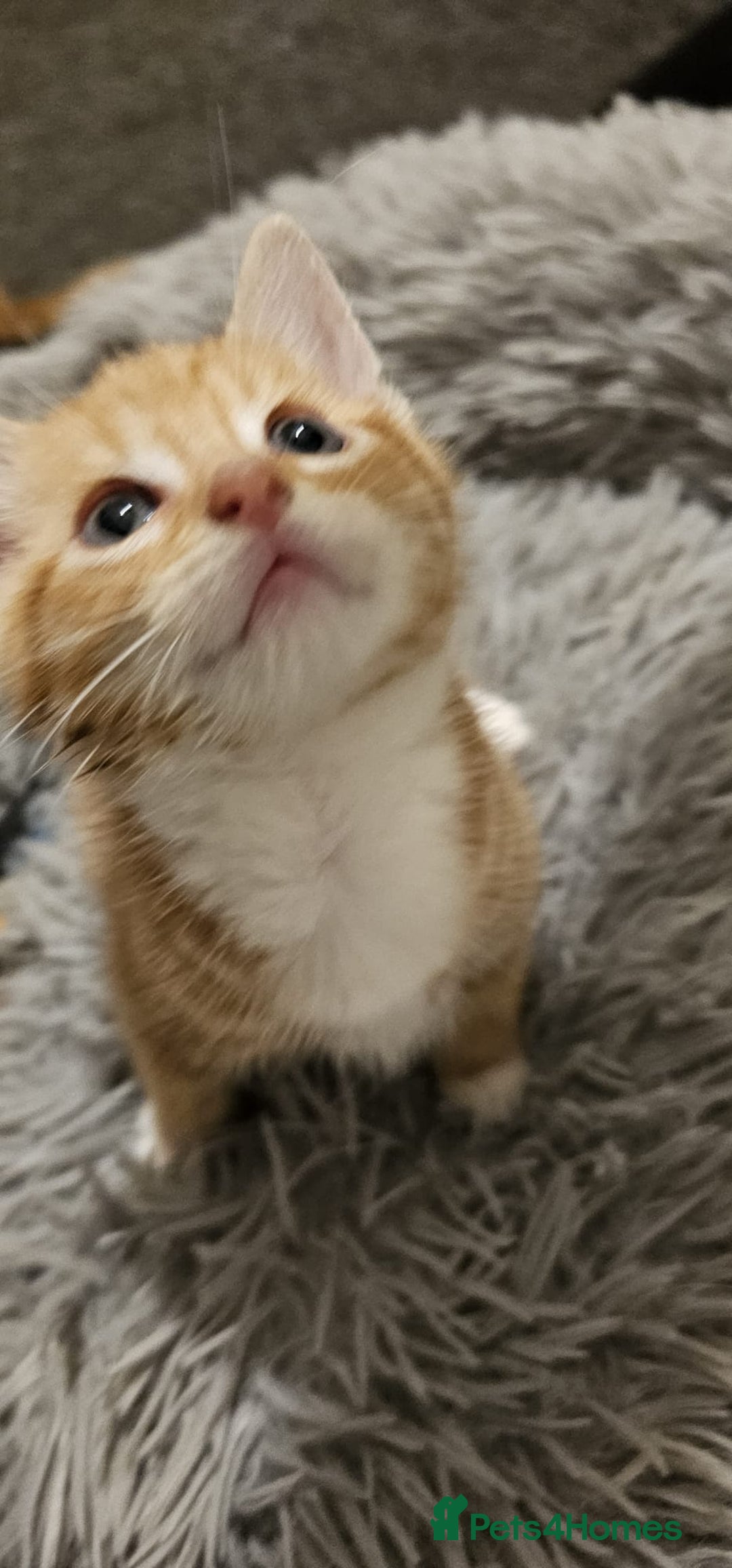 Mixed Breed cats for sale: Playful Bengal Kittens - Advert 4