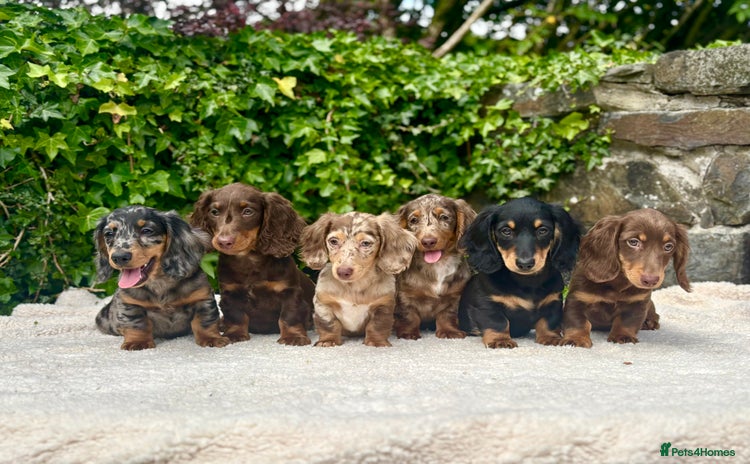 Miniature Dachshund dogs - Advert 8