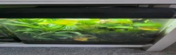 Other/Mixed Breed fish for sale: Dart frogs,puffer fish,minnos,newts,crab, scorpion in Burntwood - Advert 8