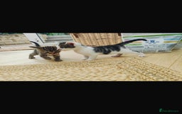 Mixed Breed cats for sale: Two male kittens available to adopt. - Image 2