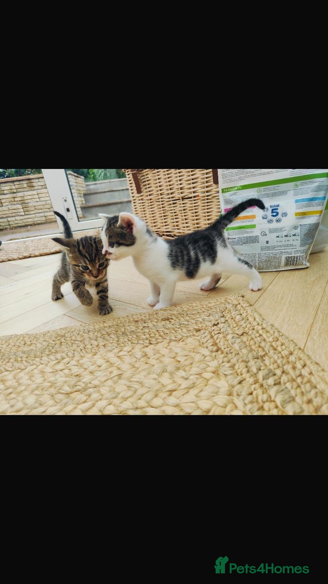 Mixed Breed cats for sale: Two male kittens available to adopt. - Image 2