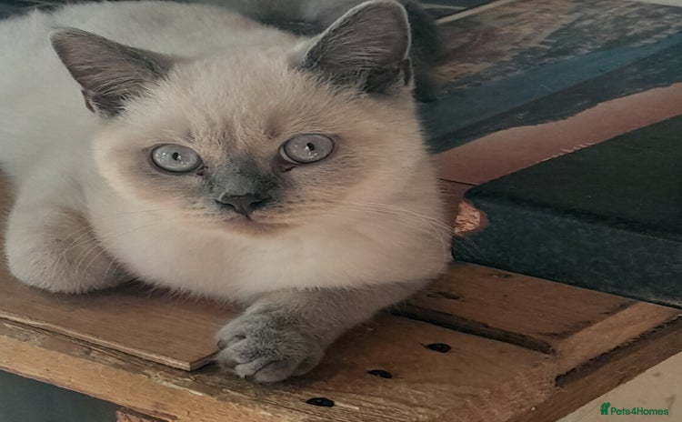 British Shorthair cats - Advert 9
