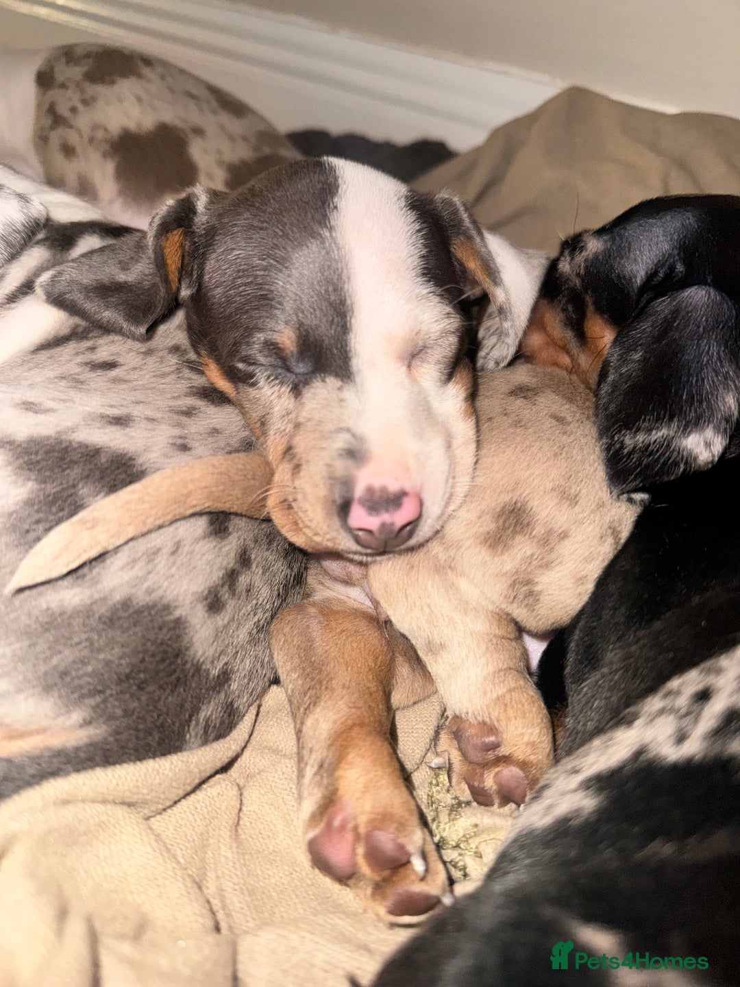 Dachshund dogs for sale: Miniature dapple dachshunds 5 puppies  - Advert 4