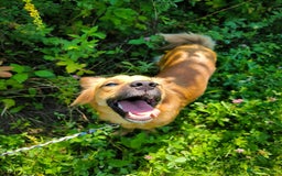 Mixed Breed dogs for adoption: 🐶💖 MIAH 💖🐶 - Image 18