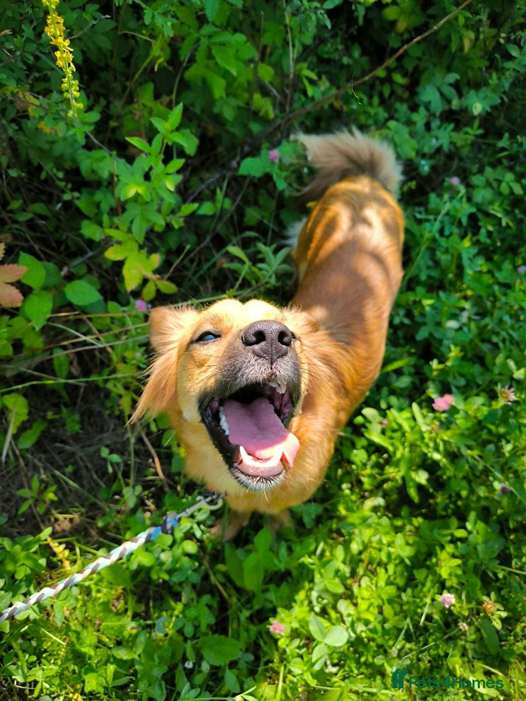 Mixed Breed dogs for adoption: 🐶💖 MIAH 💖🐶 - Image 18