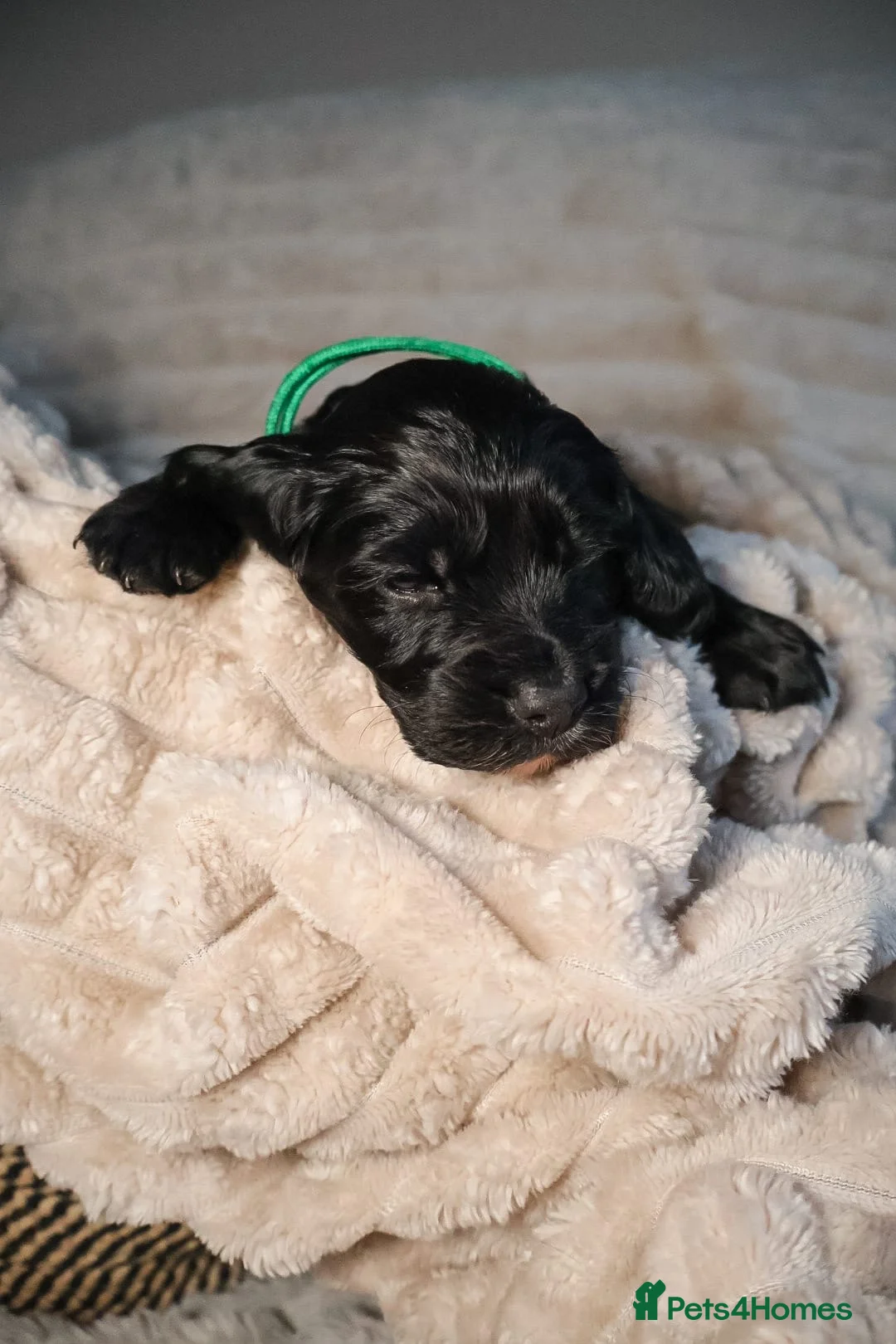 Cocker Spaniel dogs for sale: Cocker Spaniel Puppies - Advert 26