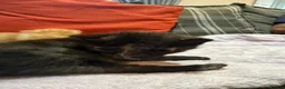 Mixed Breed cats for sale: 1 black and 1 tabby girl kittens  in March - Advert 9