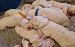 Dalmatian dogs for sale: **Beautiful litter of 11 KC Dalmatians** - Image 12
