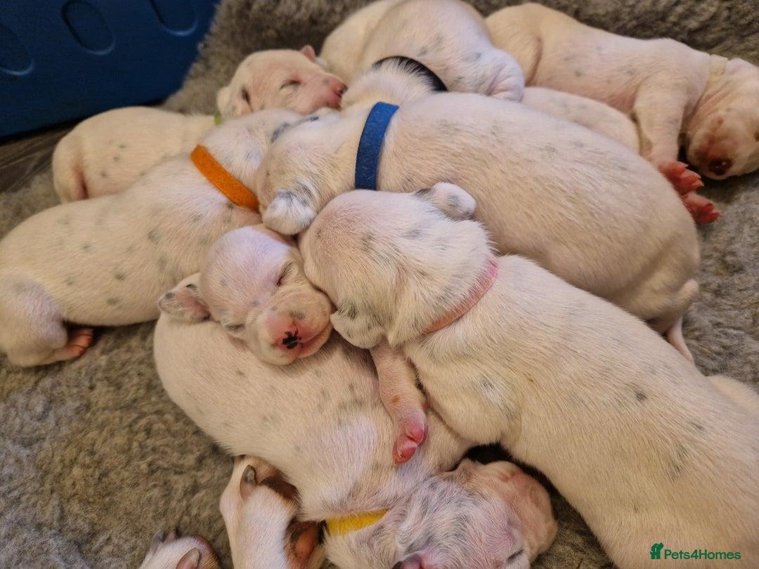 Dalmatian dogs for sale: **Beautiful litter of 11 KC Dalmatians** - Image 12