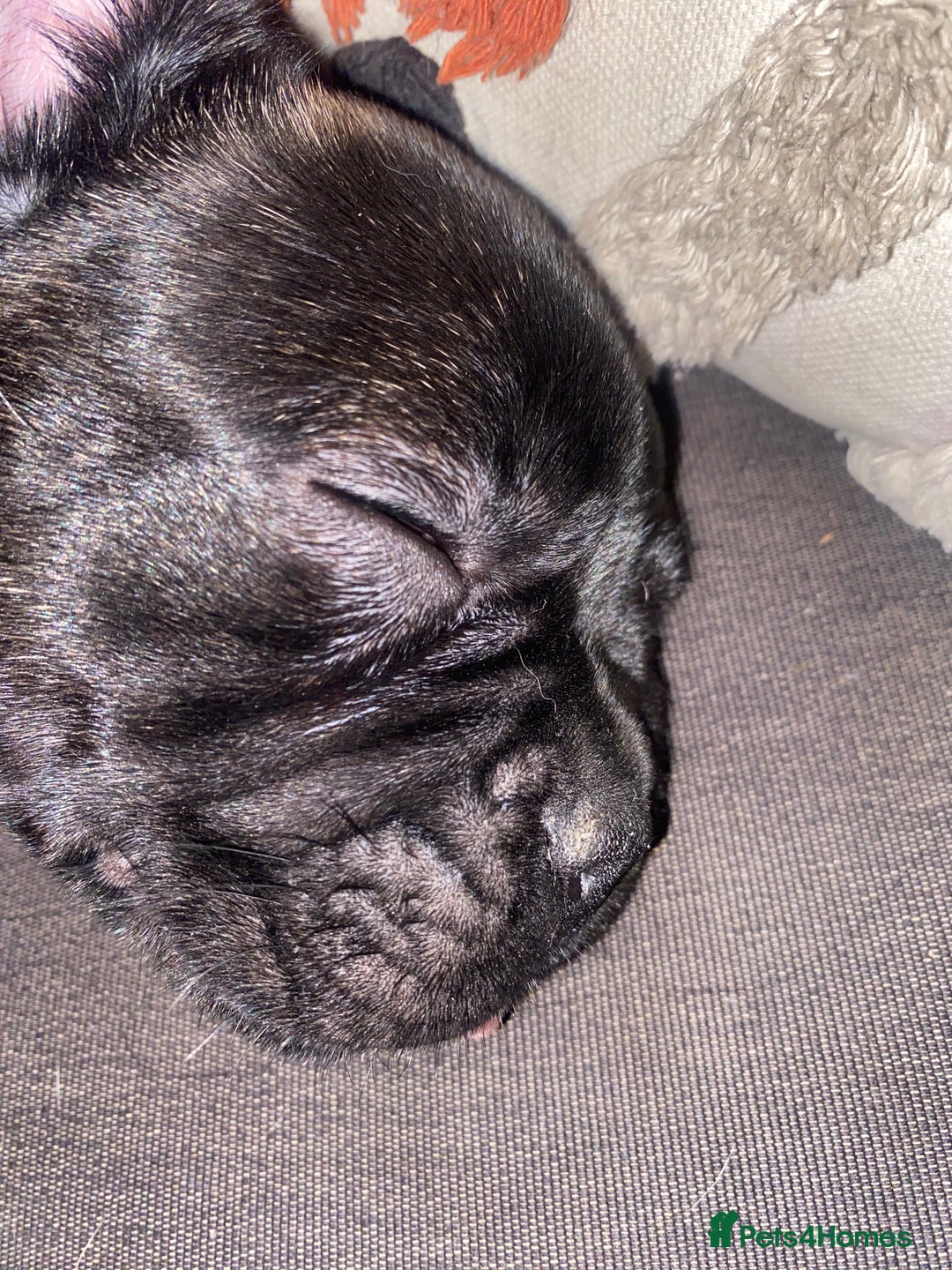 French Bulldog dogs for sale: Adorable male French bulldog puppy ready now - Advert 2