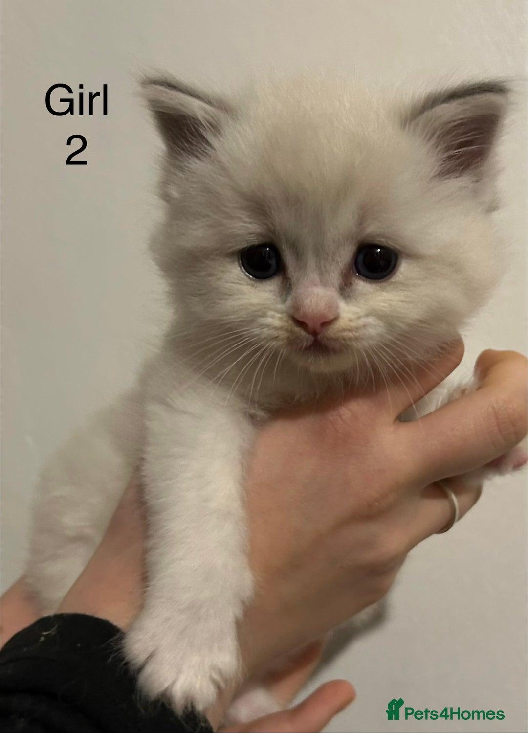 Ragdoll cats for sale: Seal Tabby Point & white Biocolour Ragdoll kittens - Advert 6