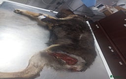 Mixed Breed dogs for adoption: A poor, gentle 3 legged boy needs a Loving Home - Image 3