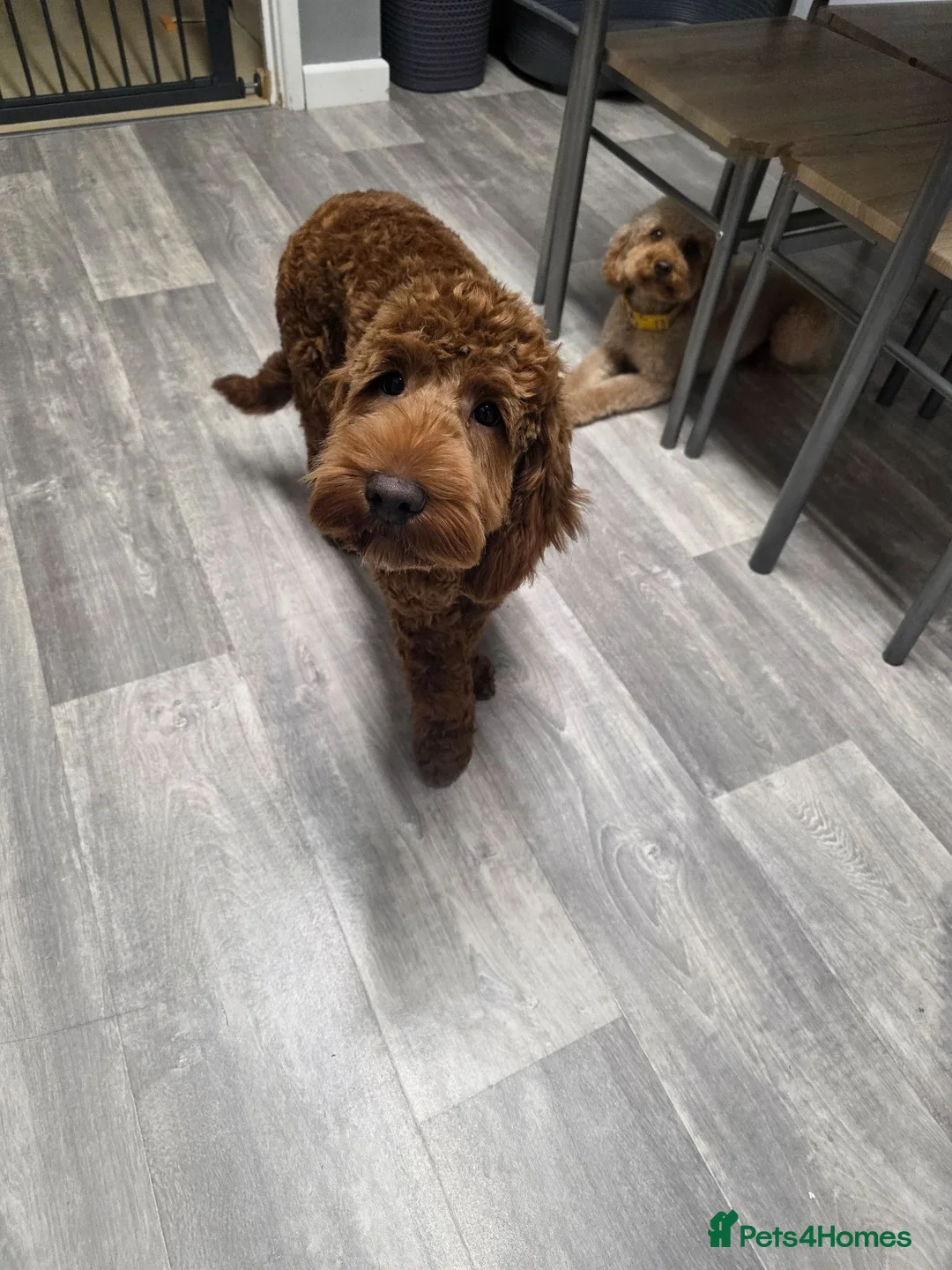 Mixed Breed dogs for sale: Cockapoo  - Advert 2