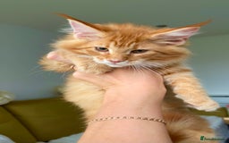 Maine Coon cats for sale: Maine Coon XXXL - Advert 15