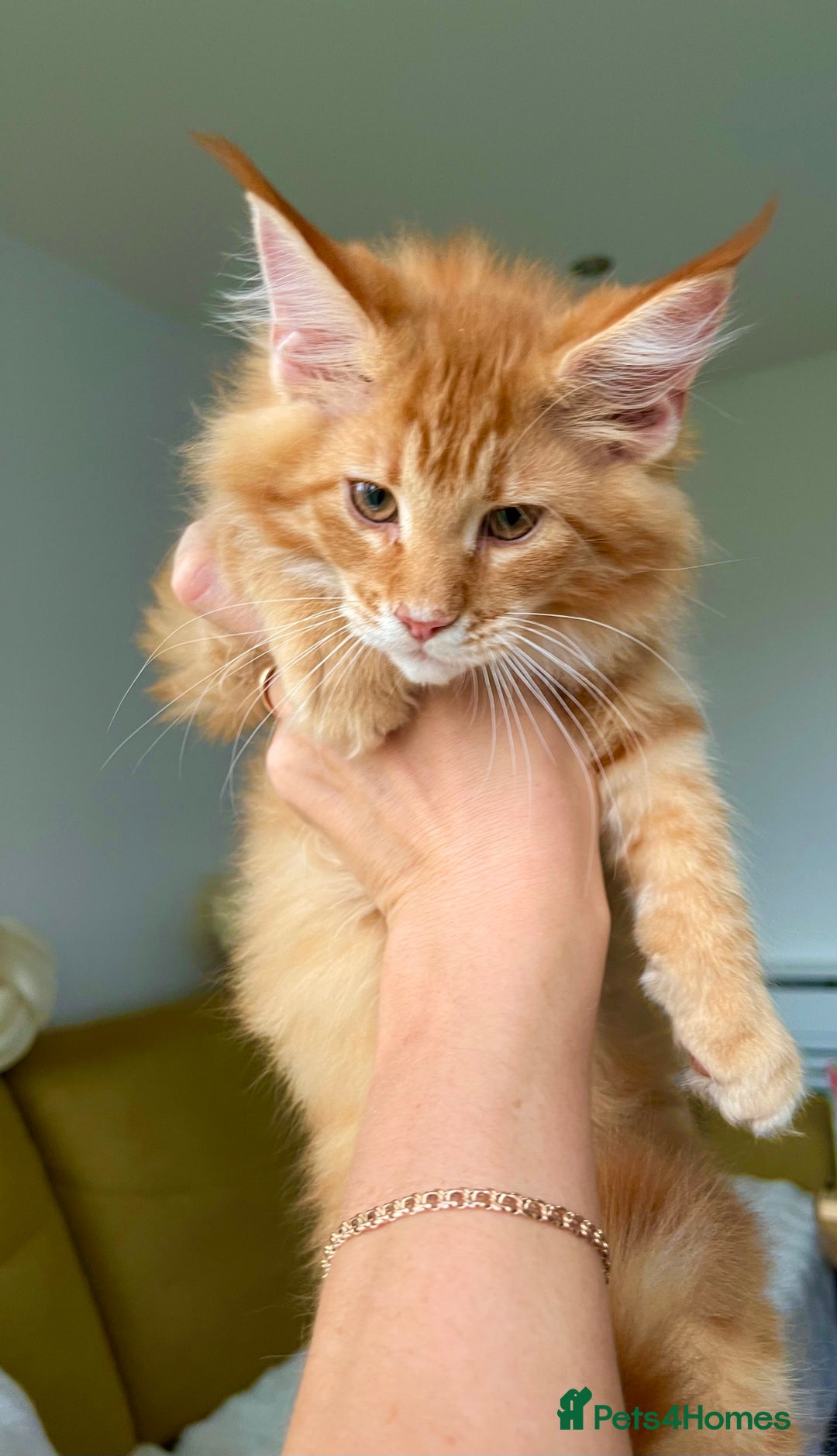 Maine Coon cats for sale: Maine Coon XXXL - Advert 15