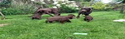 Labrador Retriever dogs for sale: Chocolate Labradors Puppies,Health Tested Parents  - Advert 4