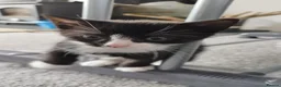 Mixed Breed cats for sale: Tuxedo black and white kittens - Advert 28