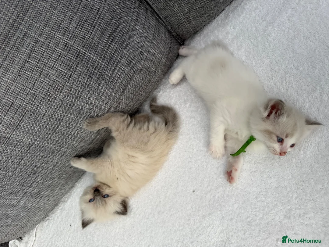 Ragdoll cats for sale: Blue lynx and blue bi colour beauties  - Advert 2