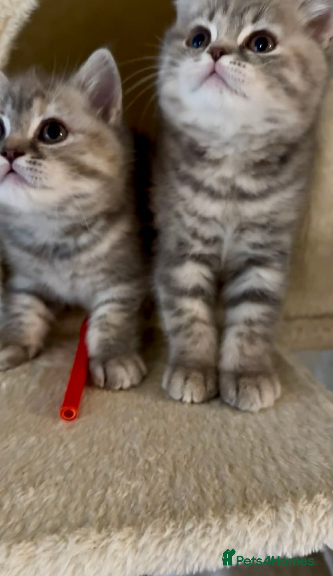 British Shorthair cats for sale: British Shorthair Kittens - Advert 15