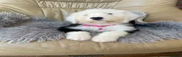 Old English Sheepdog dogs for sale: Old English sheep dog puppies  - Advert 1