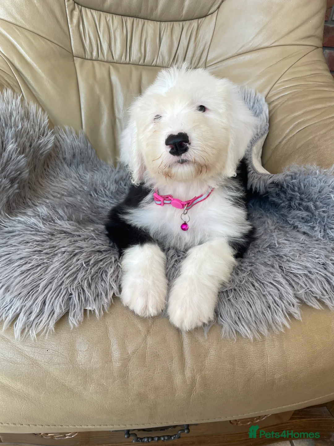 Old English Sheepdog dogs for sale: Old English sheep dog puppies  - Advert 1