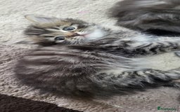 Siberian cats for sale: 9 beautiful Siberian kittens  - Image 16