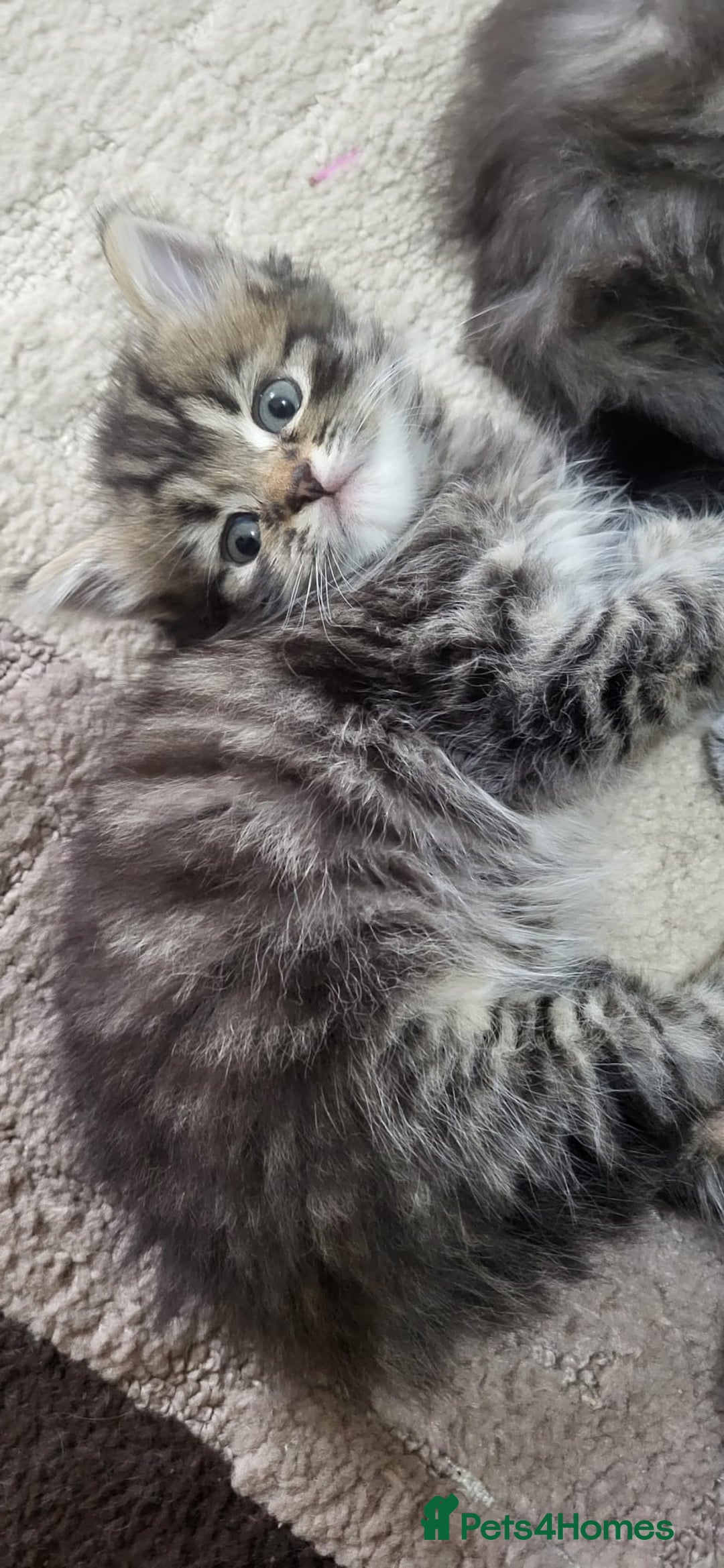 Siberian cats for sale: 9 beautiful Siberian kittens  - Image 16