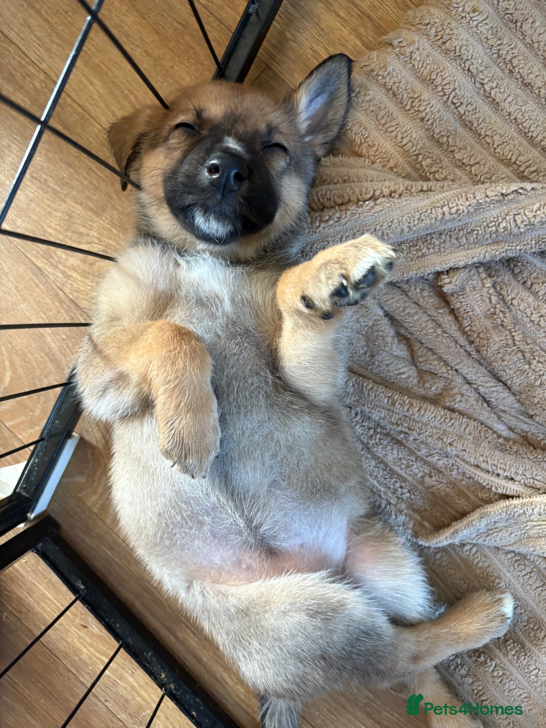 Mixed Breed dogs for sale: Lurcher x German Shepard puppies forsale - Image 3