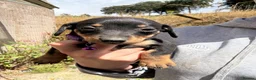 Mixed Breed dogs for sale: Dachshund X border collie - Advert 19