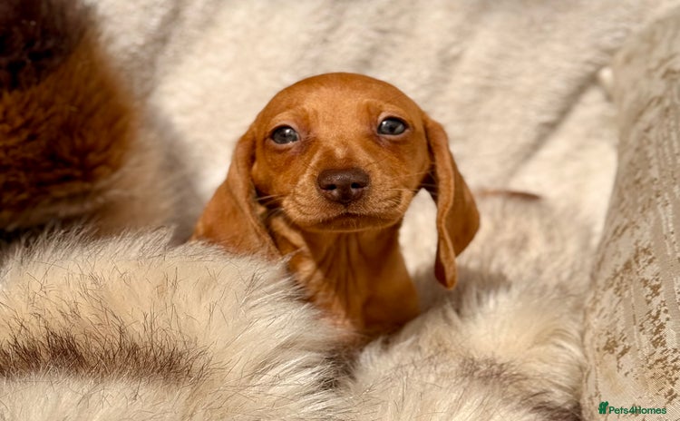 Miniature Dachshund dogs - Advert 2
