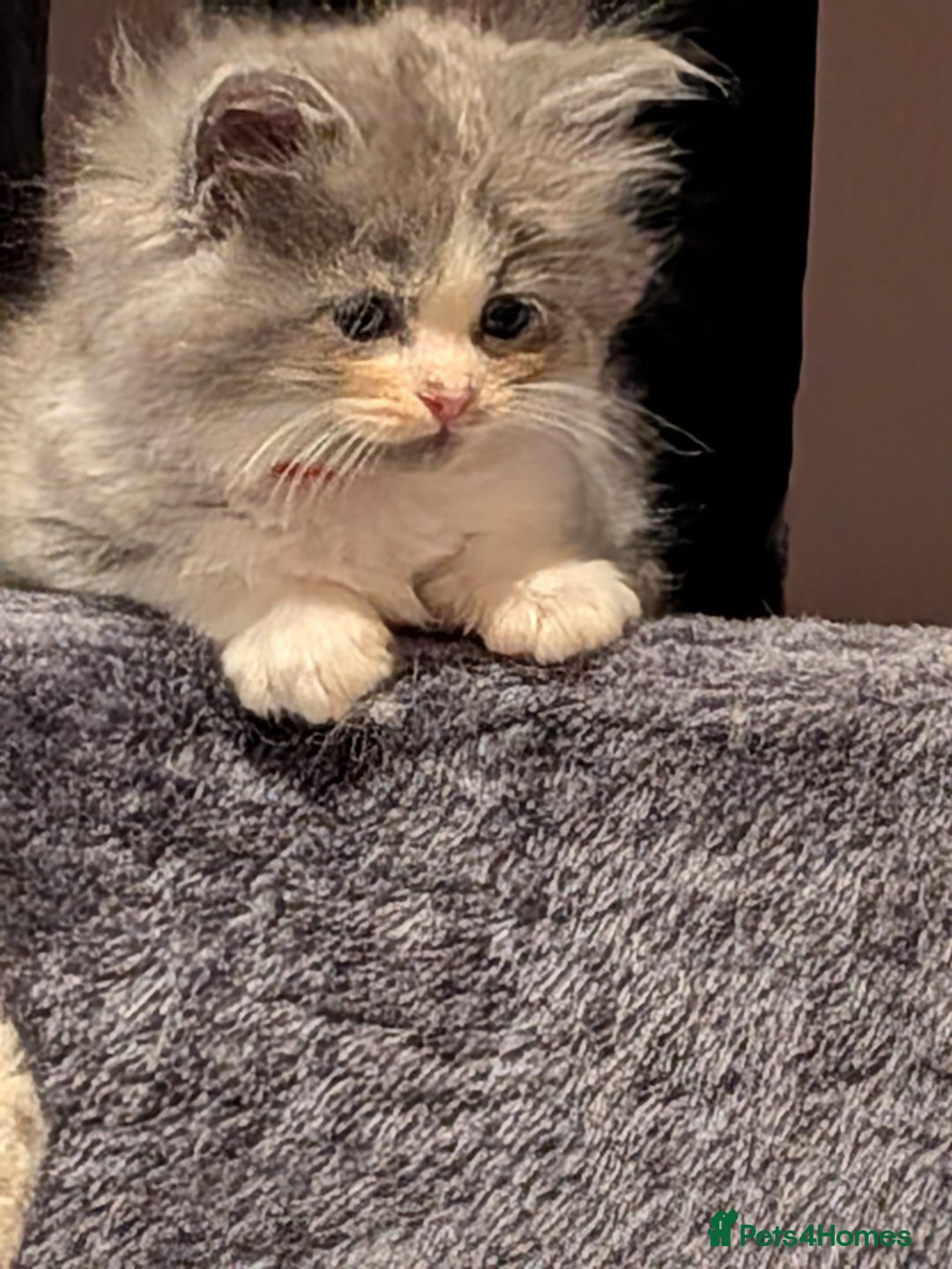 Maine Coon cats for sale: Mainecoon  x ragdolls - Advert 20