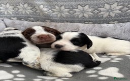 Sprocker dogs for sale: Extensively Health Tested Puppies - Image 17