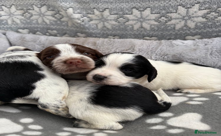 Sprocker dogs - Advert 7