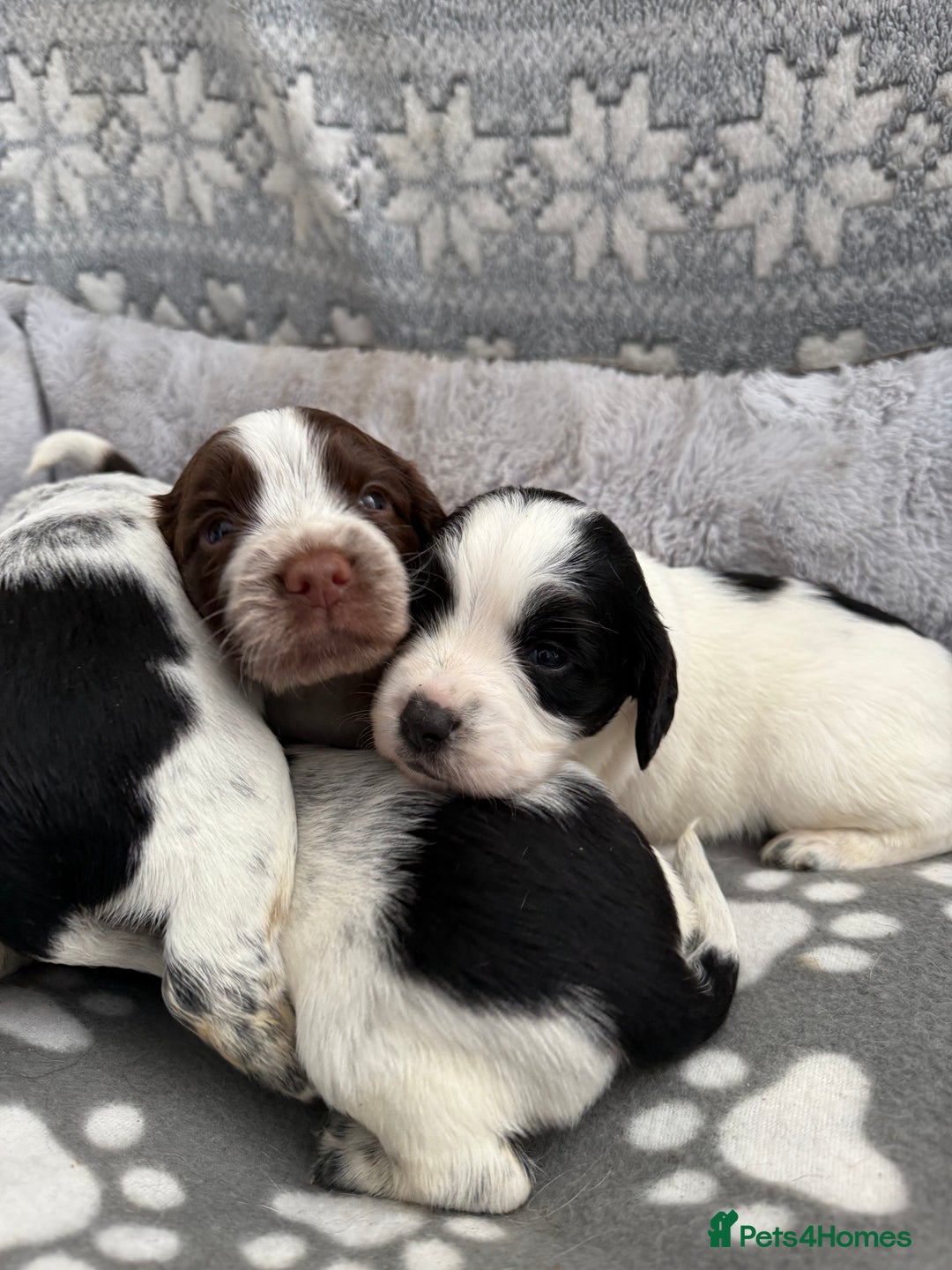 Sprocker dogs for sale: Extensively Health Tested Puppies - Image 17